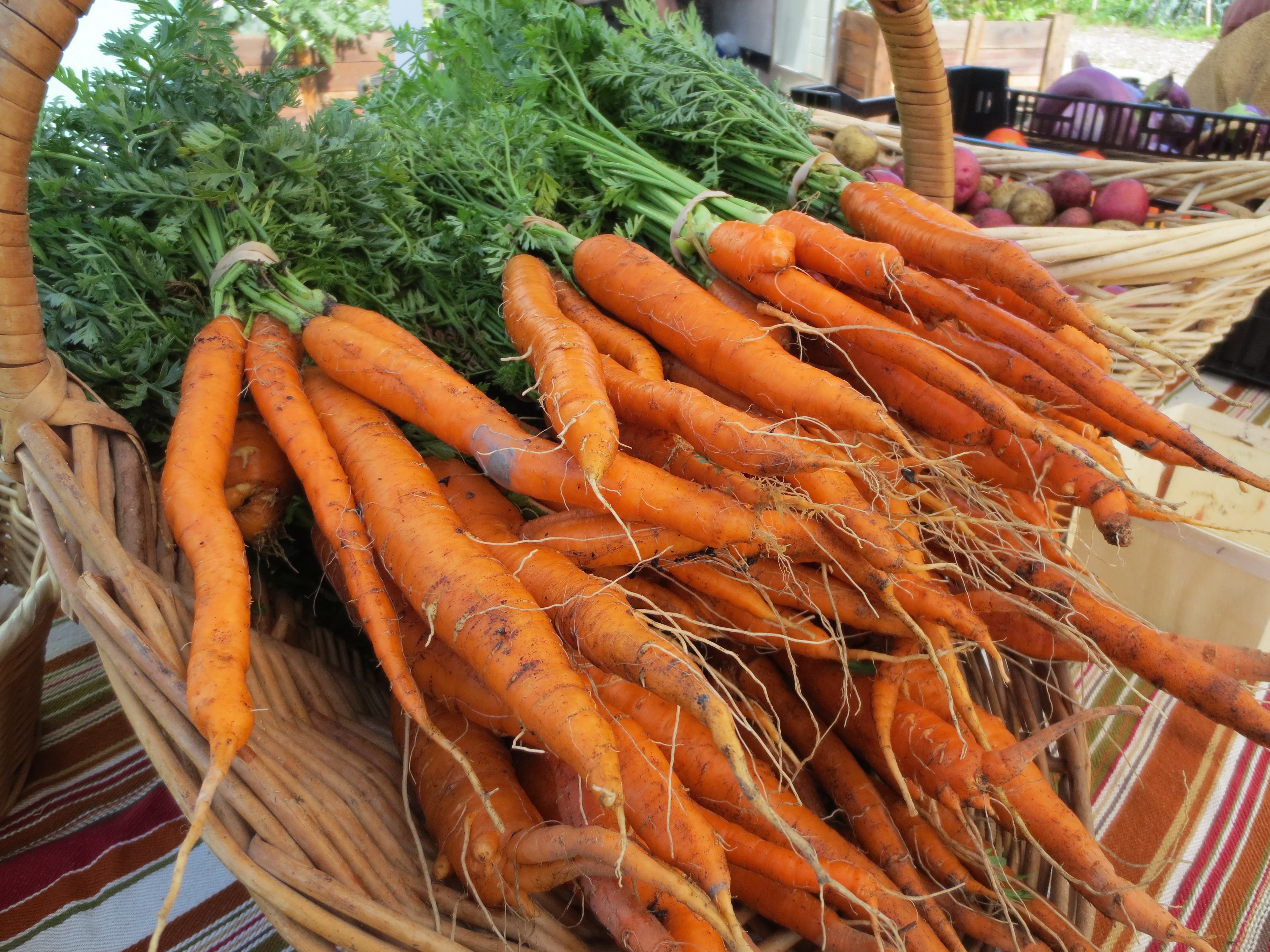 July Carrots
